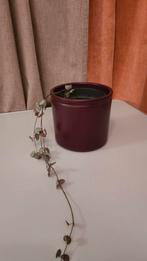 Plant pot in purple/burgundy colour, Ophalen, Halfschaduw, Minder dan 100 cm