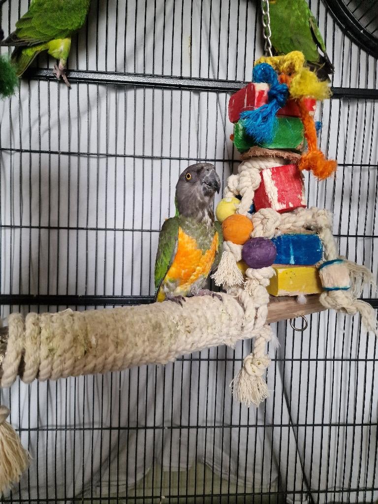 Bonte boer pop, Meerdere dieren, Papegaai, Geringd