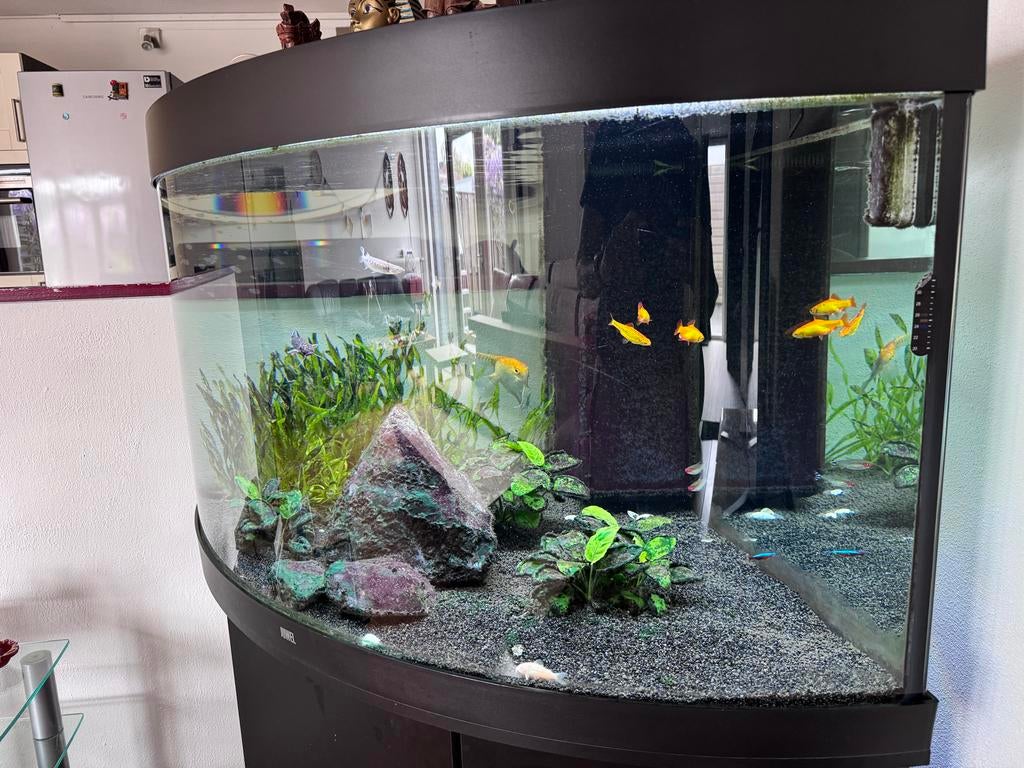 Juwel Trigon 350 LED + Onderkast Zwart (met extra’s), Dieren en Toebehoren, Vissen | Aquaria en Toebehoren, Ophalen, Zo goed als nieuw