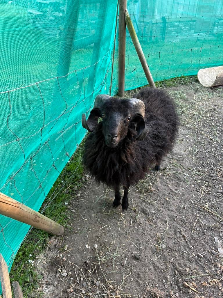 Ouessant ram, Mannelijk, Schaap