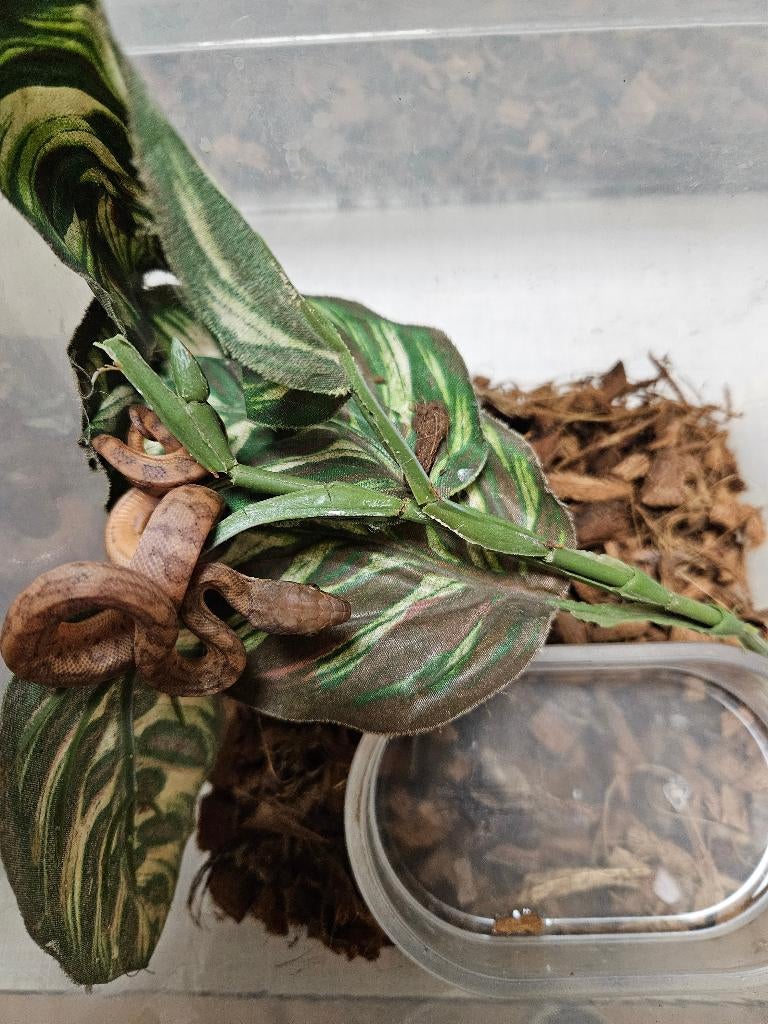 Chilabothrus Inornatus Puerto Ricaan regenboog boa, Slang, 0 tot 2 jaar