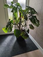 Monstera plant, Huis en Inrichting, Kamerplanten, Ophalen, Halfschaduw, 100 tot 150 cm