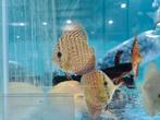 Indiana Tiger Discus, Symphysodon Discus, Vis, Zoetwatervis