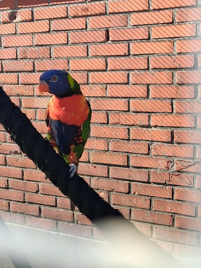 Mooi koppel lori van de blauwe bergen 2024, Dieren en Toebehoren, Vogels | Parkieten en Papegaaien, Meerdere dieren, Papegaai