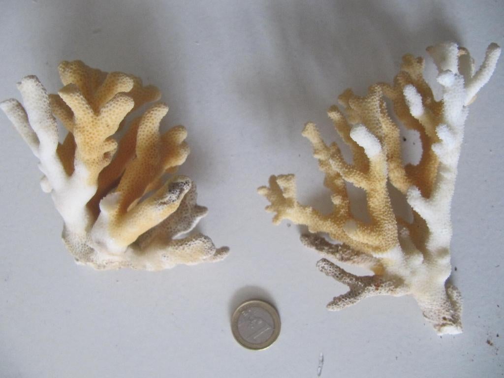 Stukjes koraal, Ophalen of Verzenden, Overige typen