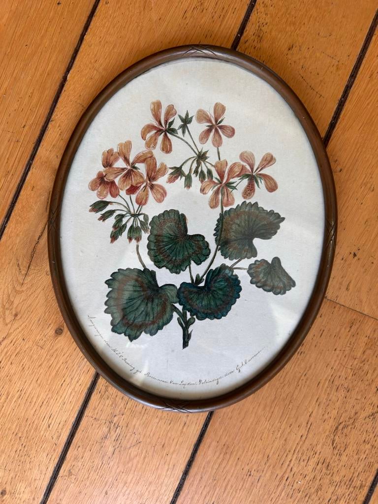 Ovaal bloemenplaatje - Vintage botanische print, Ophalen of Verzenden