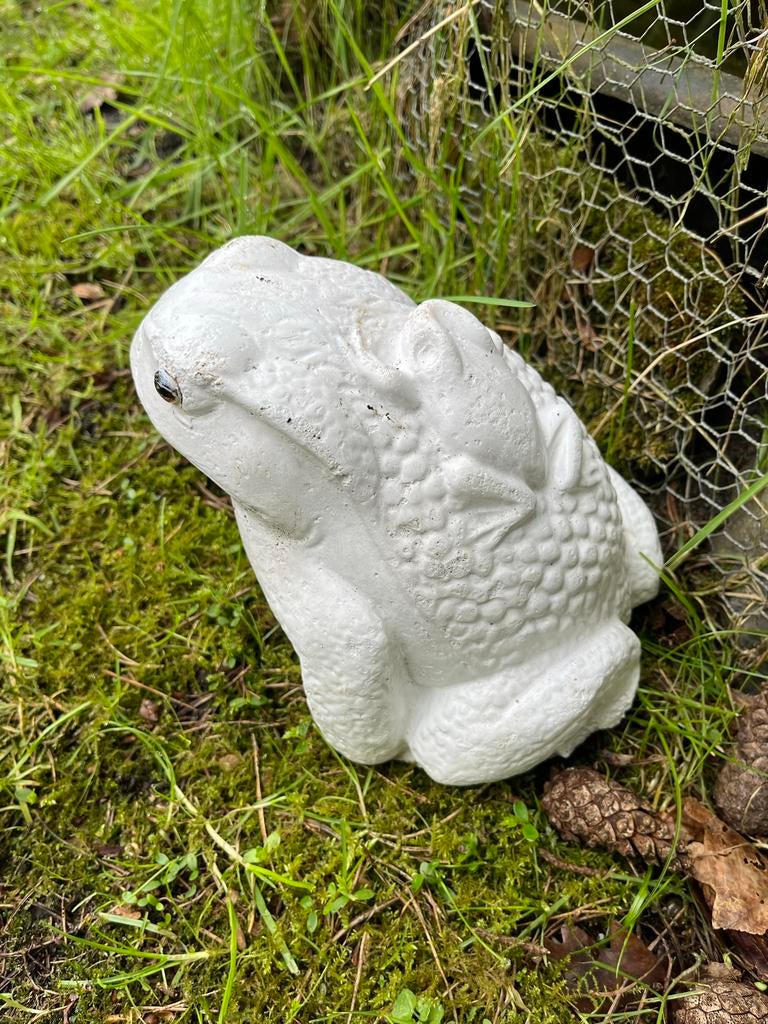 Betonnen kikker tuindecoratie, Ophalen of Verzenden, Gebruikt, Beton, Dierenbeeld