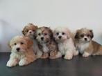 Leuke Boomer pups ShihTzu x Maltezer. Mogen mee!️, Parvo, Nederland, Overige rassen, 8 tot 15 weken