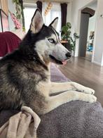 Siberische husky, Particulier, Rabiës (hondsdolheid), 1 tot 2 jaar, Buitenland