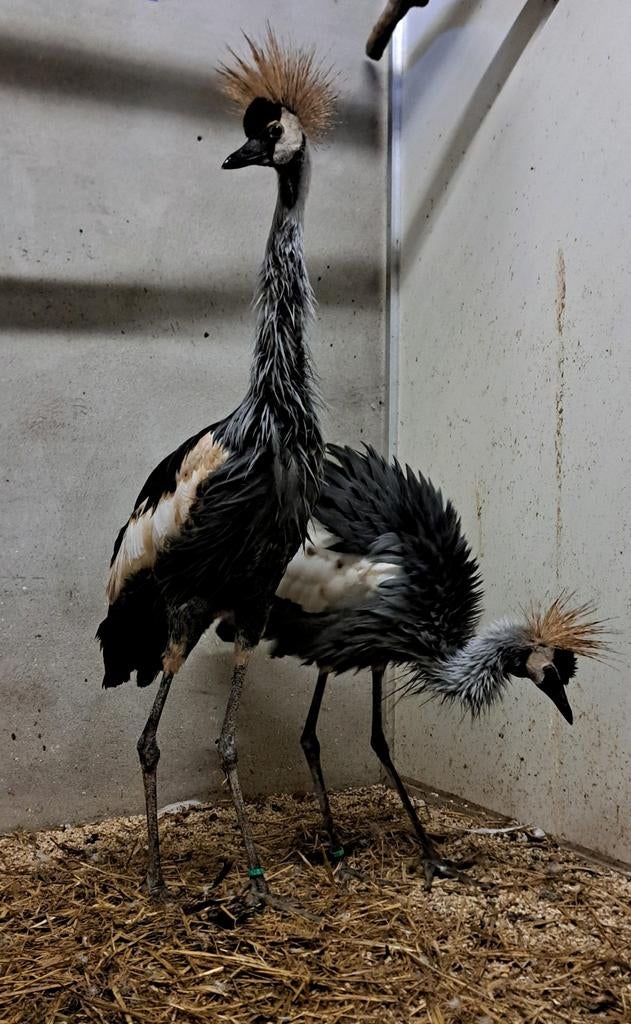 1 paar Kroonkraanvogels 2025, Meerdere dieren, Kip