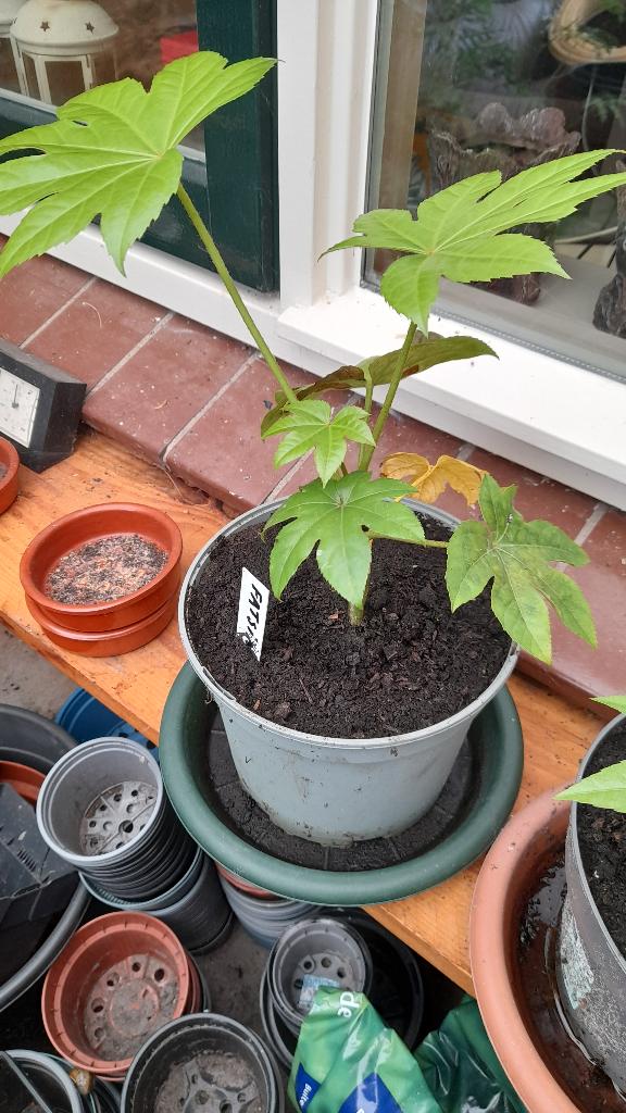 Fatsia Japonica, Tuin en Terras, Ophalen, Vaste plant, Overige soorten, Halfschaduw