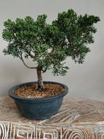 Juniperus Chinensis Kyushu 12 jaar, Bloeit niet, Halfschaduw, Minder dan 100 cm, Overige soorten