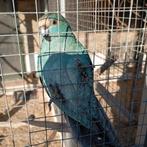 7 blauwe kakarikies., Meerdere dieren, Parkiet, Geringd