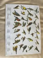 Gelamineerde Poster Nederlandse en Europese Vogels, Rechthoekig Staand, Nieuw, Ophalen of Verzenden, A1 t/m A3