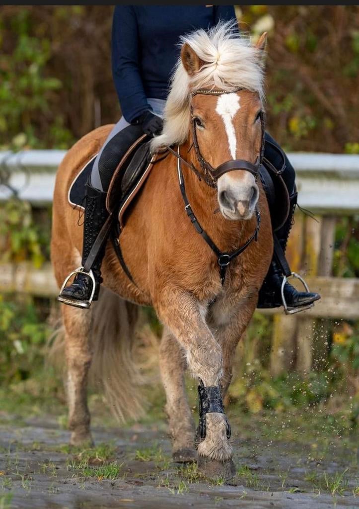 Verzorgster/bijrijder gezocht voor haflinger Groningen, Ophalen, Nieuw