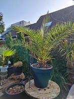 Canarische Dadelpalm (Phoenix Canariensis) voor terras, Overige soorten, Volle zon, Vaste plant, Ophalen of Verzenden