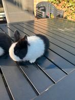 Jonge konijnen, Dieren en Toebehoren, Meerdere dieren