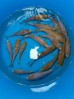 Japanse koi Ochiba, Karper of Koi