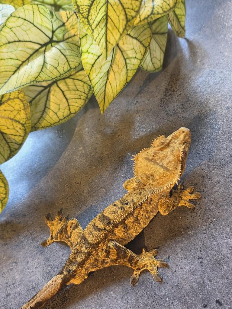 Phantom tiger spots man Crested Gecko - male for sale from Michael