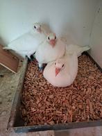 Witte postduiven te koop, Meerdere dieren, Postduif