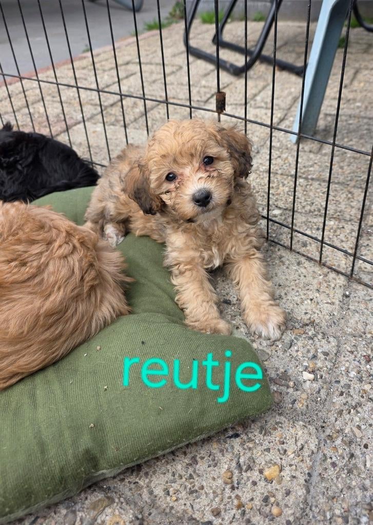 super leuke maltipoo pups nog 2 beschikbaar, Overige rassen, 8 tot 15 weken, Meerdere, Meerdere dieren