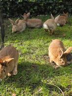 Vlaamse reus x nieuwzeelander mogen weg🏡, Dieren en Toebehoren, Konijnen, Meerdere dieren, Groot