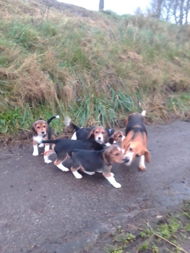 Lieve raszuivere beagle pups, Beagle, 8 tot 15 weken, Meerdere, Meerdere dieren