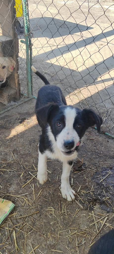 Colton reutje 4-5 maanden, Dieren en Toebehoren, Honden | Niet-rashonden, Particulier, 15 weken tot 1 jaar, Reu, Buitenland