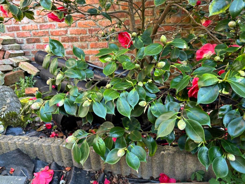 Tuin kant stenen, Ophalen, Minder dan 100 cm