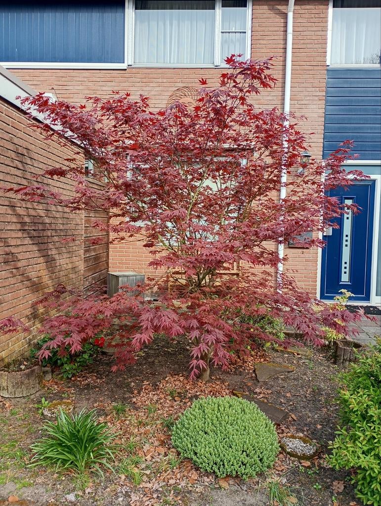 Japanse esdoorn boom, Tuin en Terras, Planten | Bomen, Bloeit niet, Halfschaduw, 100 tot 250 cm, Overige soorten