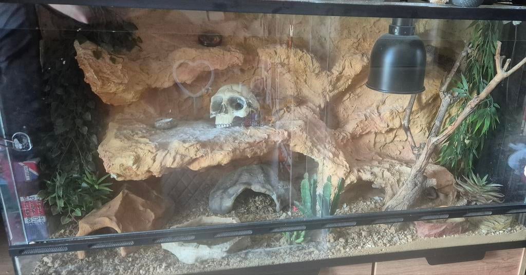 Gezocht : terrarium 90 tot 120 cm, Ophalen