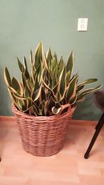 Een prachtige eye catcher deze mand gevuld met Sanseveria's., Ophalen, Overige soorten, Minder dan 100 cm, Volle zon