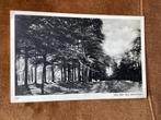 Ede. Een der vele boswegen.1949, Ophalen of Verzenden, 1940 tot 1960, Gelderland