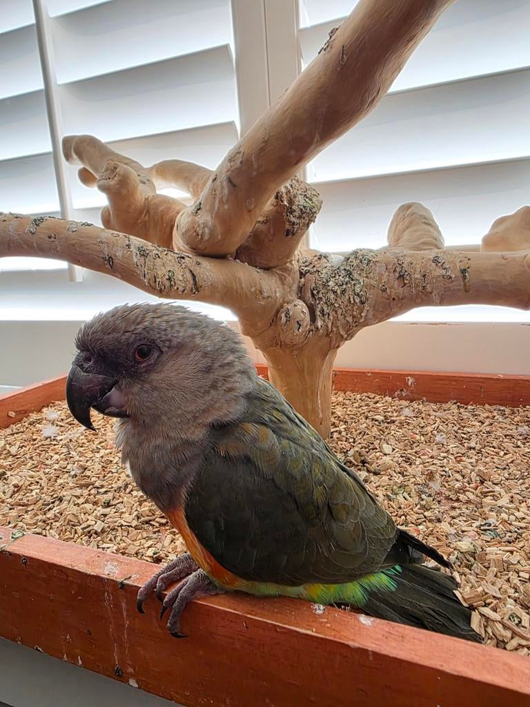 Roodbuik papegaai (MAN) met dna certificaat, Mannelijk, Papegaai