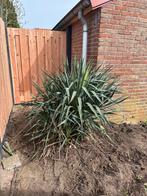 Grote Yucca-achtige plant voor buiten, Volle zon, Vaste plant, Zomer, Ophalen
