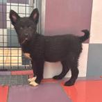 ACE: Ida, bij wie mag ze genieten van een zalig leventje?, Dieren en Toebehoren, Particulier, 8 tot 15 weken, Buitenland, Teef