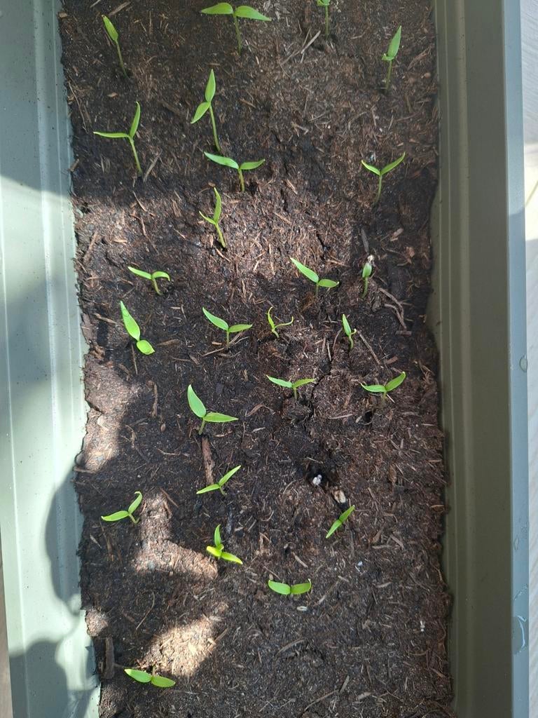 Rode peper plantjes te ruil, Ophalen, Volle zon, Groenteplanten, Eenjarig