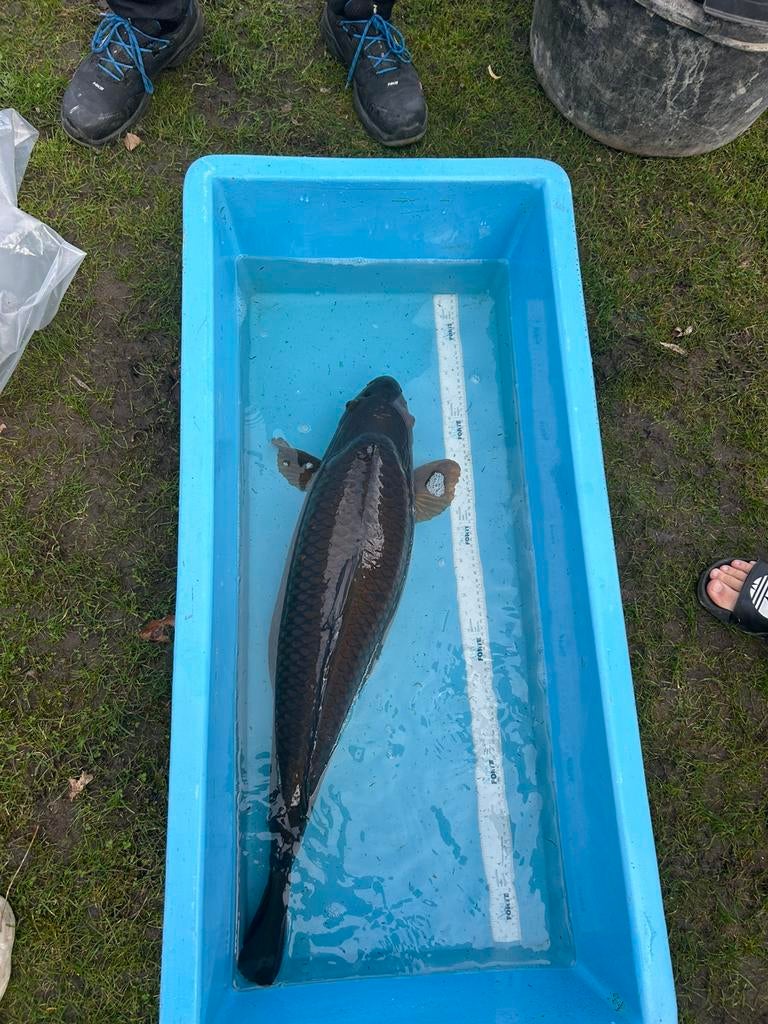 Karasku koi 80cm, Karper of Koi