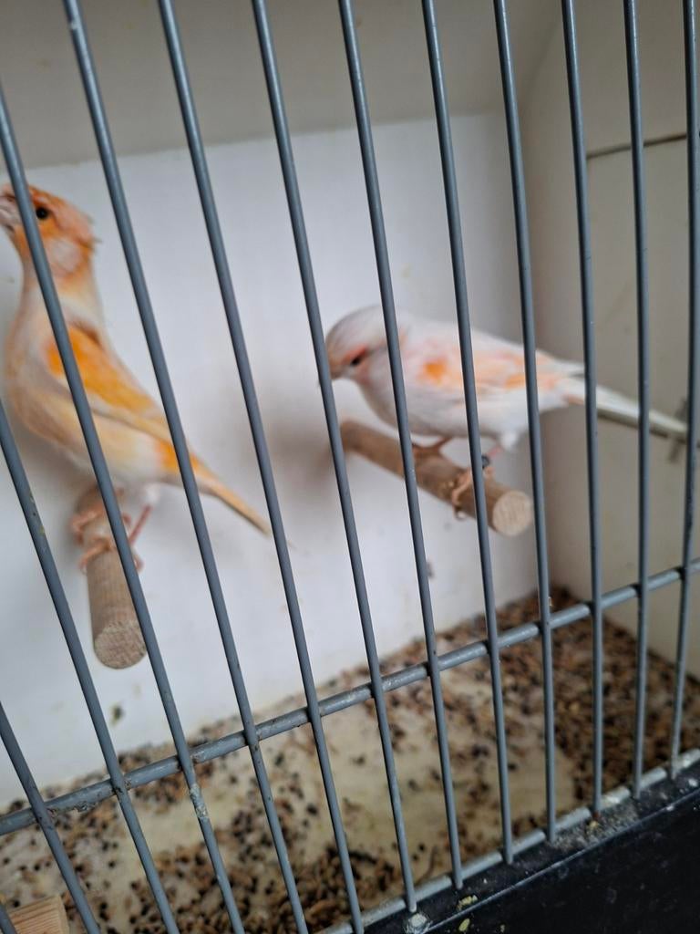 Mooi koppel kanaries, Dieren en Toebehoren, Vogels | Kanaries, Meerdere dieren, Kleurkanarie