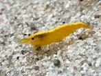 Neocaridina yellow backstripe, Dieren en Toebehoren, Kreeft, Krab of Garnaal
