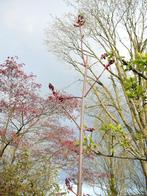 Acer Platanoides, Halfschaduw, Overige soorten, Lente, Minder dan 100 cm