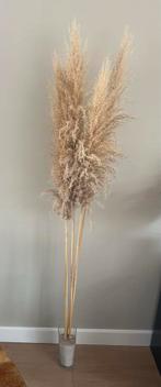 Pampas pluimen in glazen vaas, Ophalen, Gebruikt