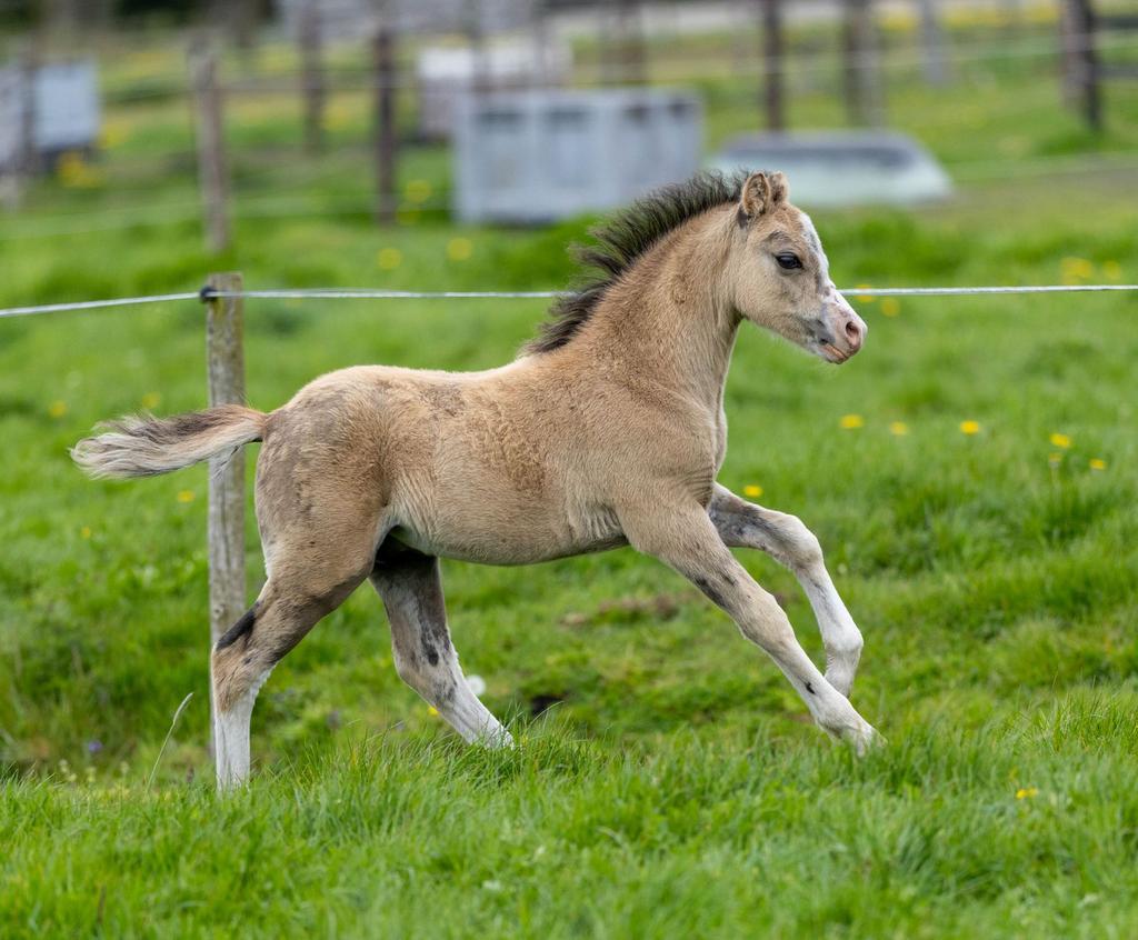 Verschillende ponys te koop, Dieren en Toebehoren, Pony's, Hengst, A pony (tot 1.17m), 0 tot 2 jaar