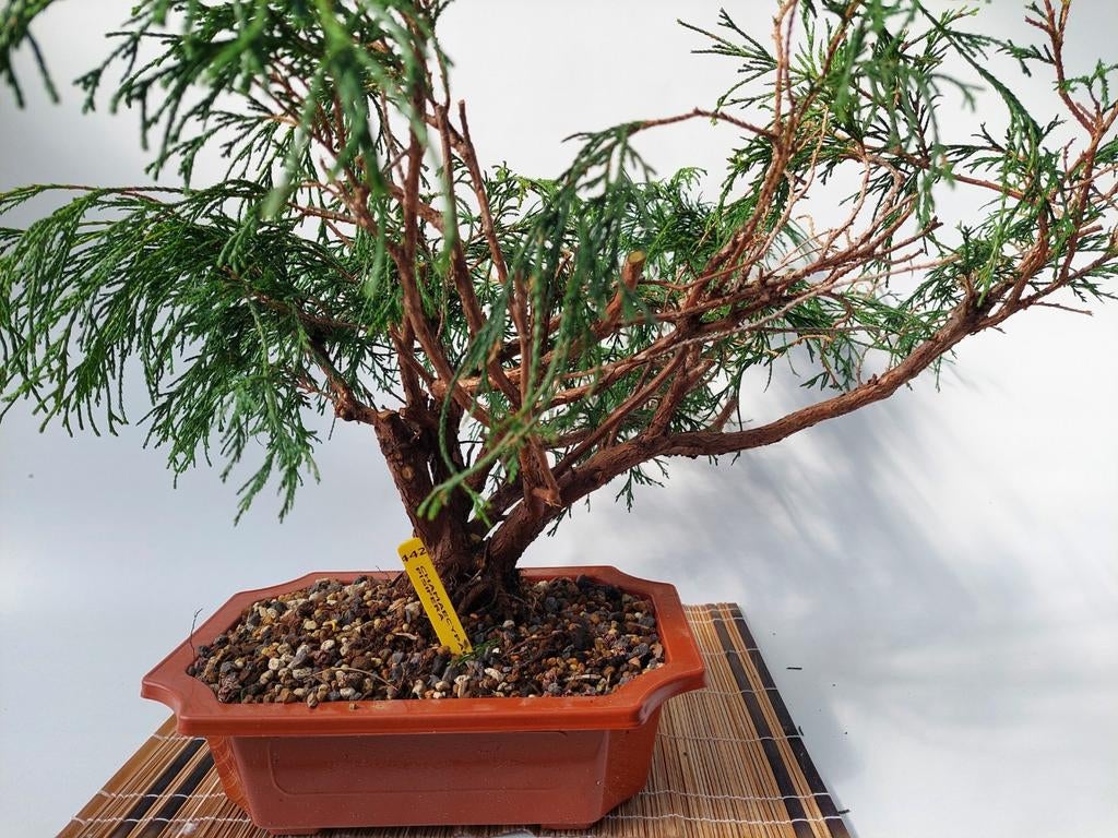 Bonsai pre chamaecyparis, Tuin en Terras, Ophalen, Bloeit niet, Halfschaduw, Overige soorten