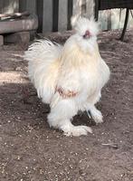 Usa zijdehoen haan, Mannelijk, Kip