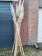 Mooie droogbloemen, Ophalen of Verzenden