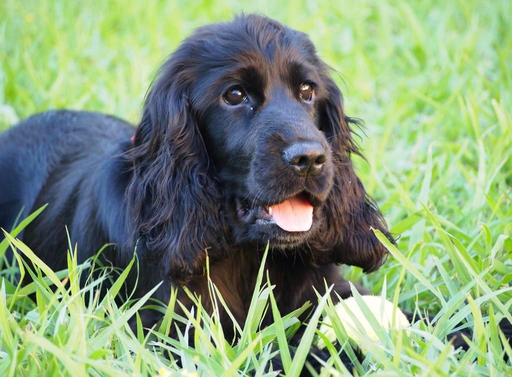 Gezocht : Engelse Cocker Spaniël, Geslacht onbekend, Parvo, Eén hond, Spaniël