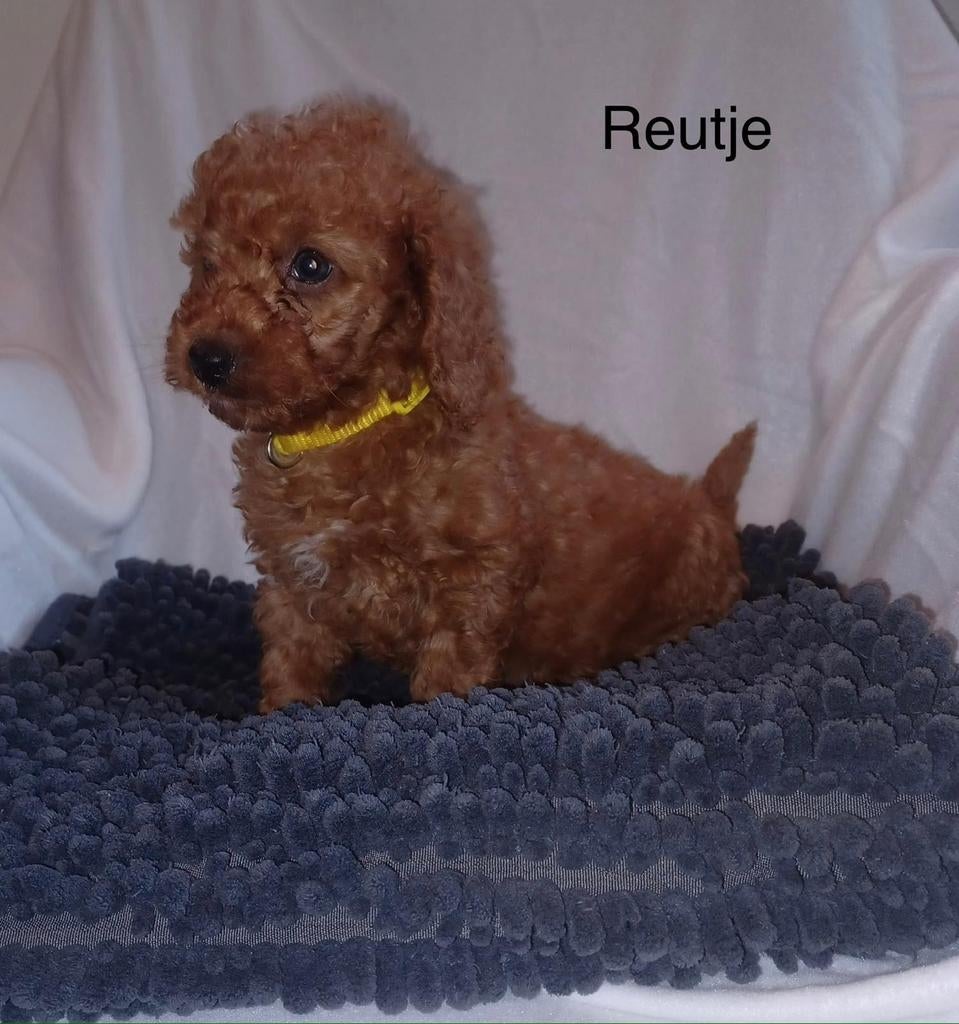 Toy poedel puppy's, Dieren en Toebehoren, Honden | Chihuahua's en Gezelschapshonden, Poedel, HCC (leverziekte), 8 tot 15 weken