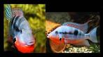 Gratis!!! Cichlasoma meeki 8-9 cm!!!, Vis, Zoetwatervis