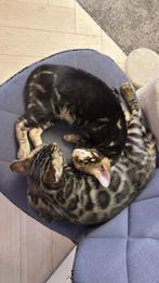 Bengaal bengalse kittes, Meerdere dieren, Kortharig, 0 tot 2 jaar